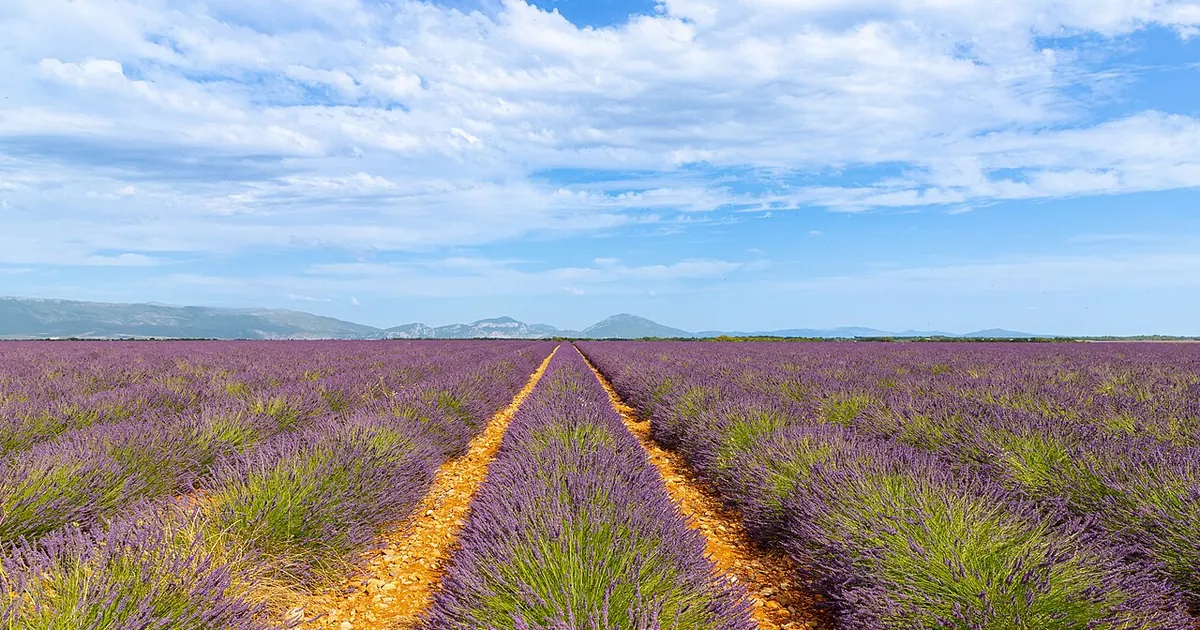 Champ de lavande en Provence sous un ciel de nuages