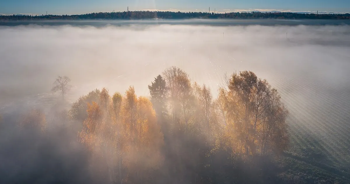 Forêt perdue dans la brume au lever du jour